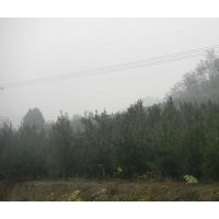 供应4米油松，5米油松，6米油松，7米油松