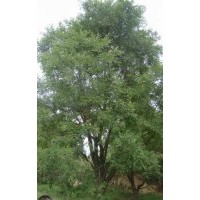 供应精品大乔国槐,茶条槭,蒙古栎