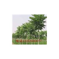 椿树.毛白杨.１０７杨.白蜡.柳树.国槐.合欢