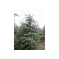 雪松价格，汤泉镇雪松价格，农户雪松价格