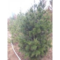 【山西春恒苗木】哪里寻找好的的白皮松？