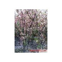 樱花长期大量供应