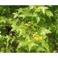 五角枫大量供应