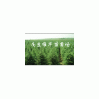 南京维华苗圃-雪松基地雪松直销