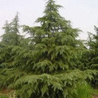 南京维华苗圃-雪松基地雪松直销