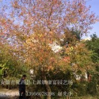 安徽肥西供应大乌桕 朴树 栾树 三角枫 马褂木 紫薇