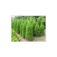 蜀桧小苗优惠价格上市