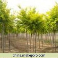 供应金叶榆 河北金叶榆 矮接金叶榆