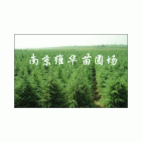 江苏南京《雪松苗圃》《雪松基地》主产《雪松.广玉兰》
