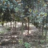 广玉兰大降价7-14公分广玉兰降价处理