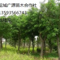 国槐出售8-10公分国槐出售、国槐出售价格