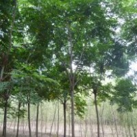 处理1260棵15公分国槐树