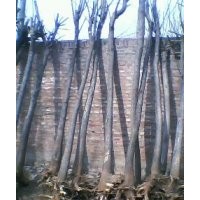 国槐树 20公分国槐