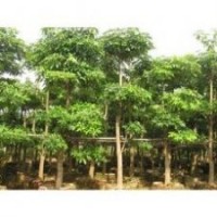 绿化苗木盆架子-基地绿化苗木盆架子