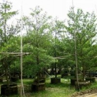 绿化苗木水石榕-基地绿化苗木水石榕