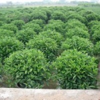 绿化苗木非洲茉莉-基地绿化苗木非洲茉莉