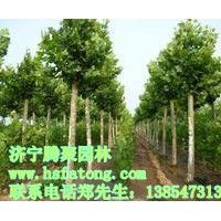 法桐,国槐，白蜡等苗木