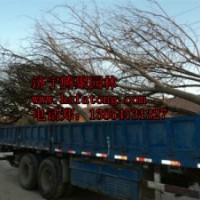 国槐 造型国槐 白腊