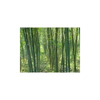 【供】椿树苗，毛白杨苗（炮捻/一条鞭）柳树，107，速生国槐