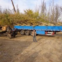 邳州银杏最新银杏树价格