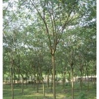 低价供应合欢、青皮垂柳、紫叶李、栾树等绿化苗