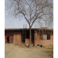 出售30公分大皂角树