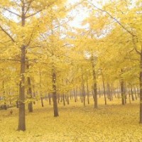 银杏树销售白果树销售山东临沂银杏树销售