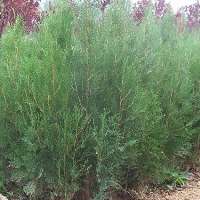 侧柏苗木生产厂家，侧柏苗木价格