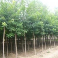 国槐苗价格国槐树价格河南国槐行情