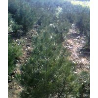 急售白皮松1600棵，5-6公分五角枫2000棵，侧柏大量