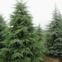 江苏雪松，H5.5M雪松500元；