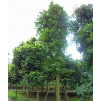 黄葛树种植场，8-50cm黄葛树供应，四川黄葛树