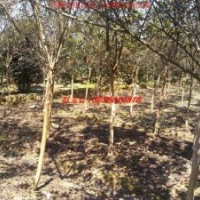 紫薇、紫叶李、红叶李、香樟、大叶女贞、乌桕、广玉兰、朴树