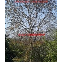 乌桕、广玉兰、白玉兰