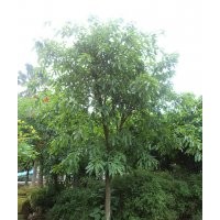 四川泸州兴隆园林成都8-150cm黄葛树，泸州黄葛树，黄葛树苗圃
