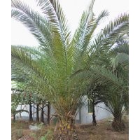 泸州加拿利海枣，加拿利海枣风景树，加拿利海枣