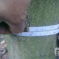 大量批发白玉兰8—20公分 成都白玉兰苗木