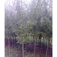 垂丝海棠小苗 垂丝海棠3-10cm