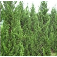 龙柏2.5米高度 数量10000棵 土地到期