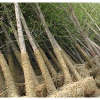 大量供应银杏树