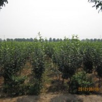 供应速生西府海棠