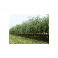 垂柳，垂柳小苗，5公分垂柳小苗价格，10公分垂柳价格