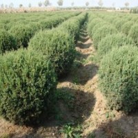 丹东桧柏桧柏球水蜡球沈阳塔柏