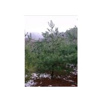 华山松、北方--华山松种植园艺场