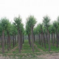 原生法桐以及速生法桐