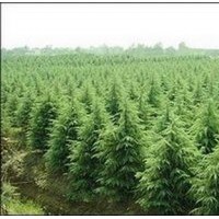 雪松供应、南京雪松价格、广玉兰出售