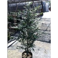 红豆杉绿化地苗