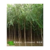 白蜡 国槐 合欢 垂柳 柽柳