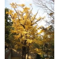 供应15公分银杏树