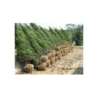 南京蜀桧基地，苗圃2米蜀桧价格，批发1米蜀桧价格